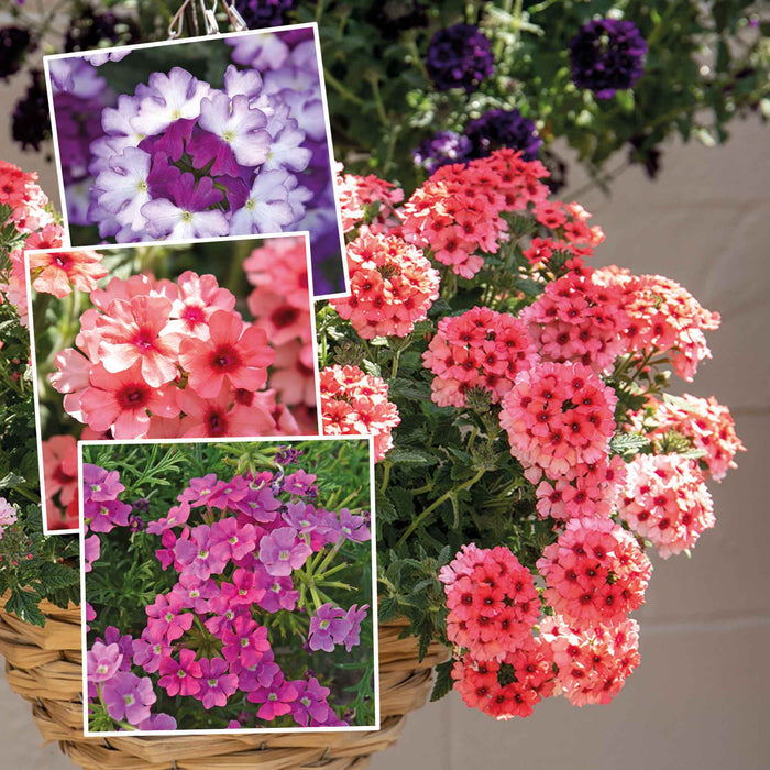 Verbena Collection