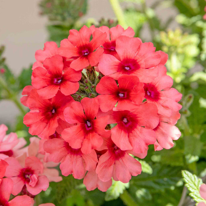 Verbena Collection