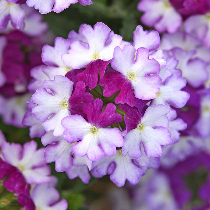 Verbena Collection