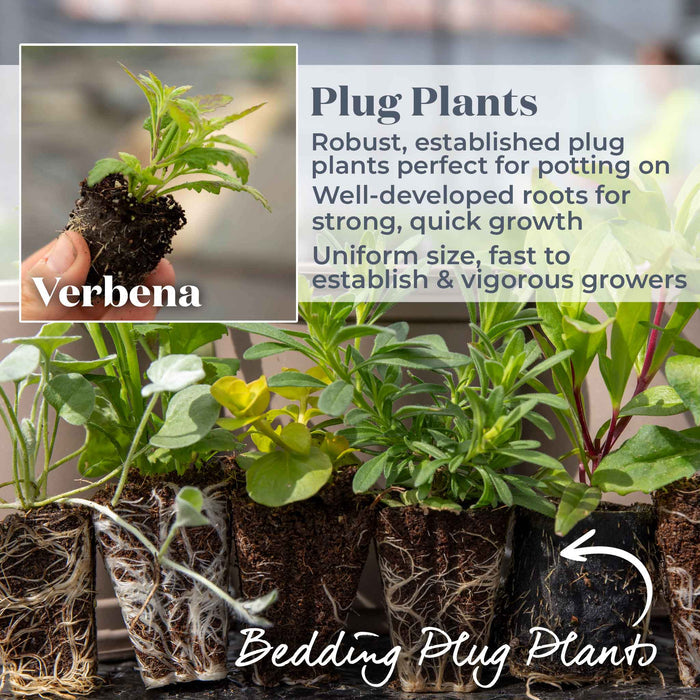 Verbena Collection
