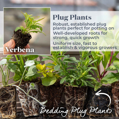 Verbena Collection
