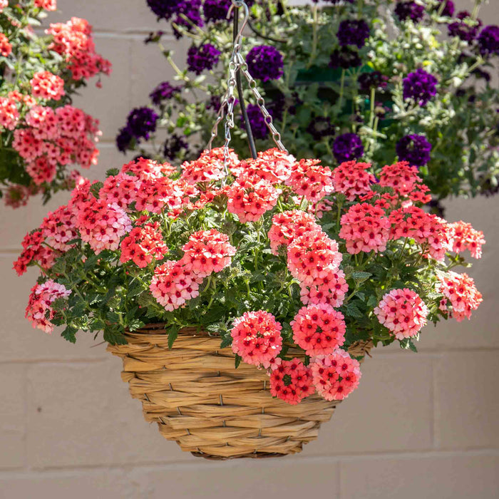 Verbena Collection