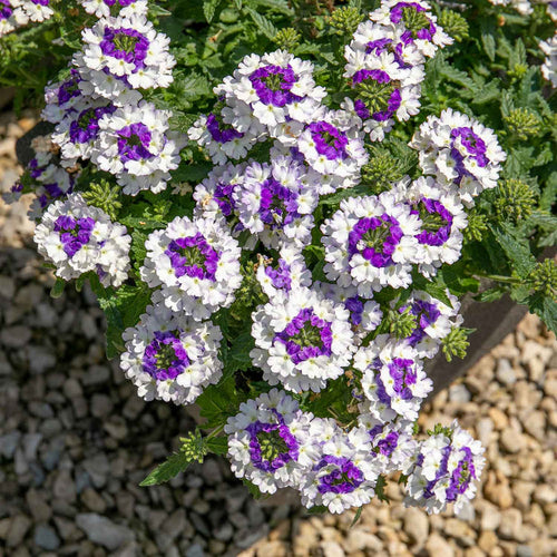 Verbena 'Showboat Blue Fizz' - 6 x Super Plug Plants