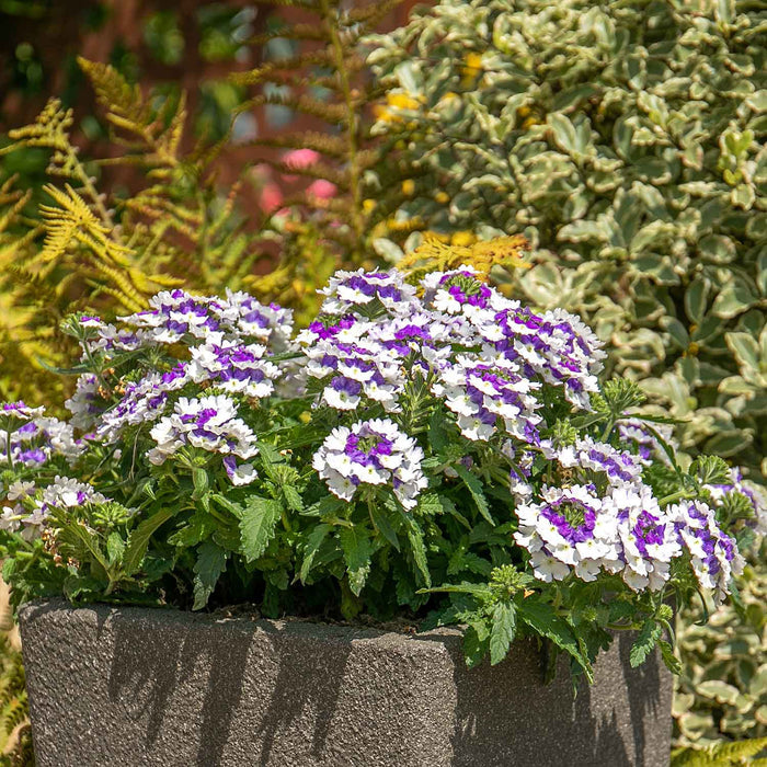 Verbena 'Showboat Blue Fizz' - 6 x Super Plug Plants