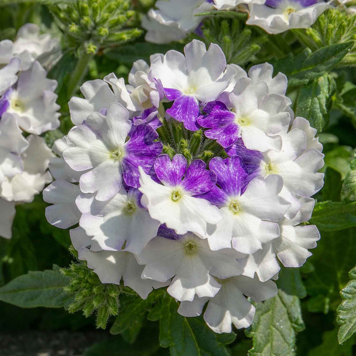 Verbena 'Showboat Blue Fizz' - 6 x Super Plug Plants