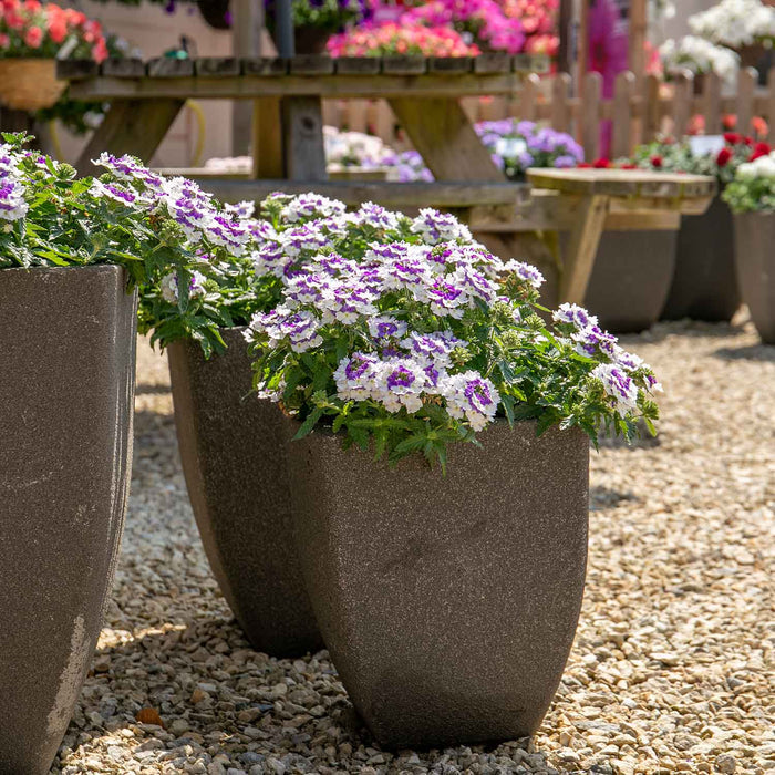 Verbena 'Showboat Blue Fizz' - 6 x Super Plug Plants