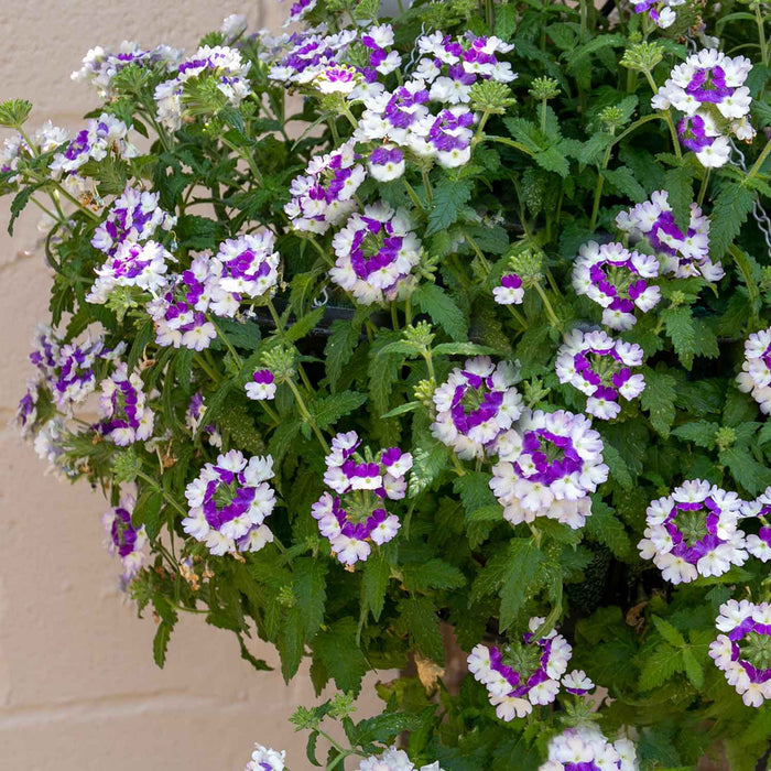 Verbena 'Showboat Blue Fizz' - 6 x Super Plug Plants
