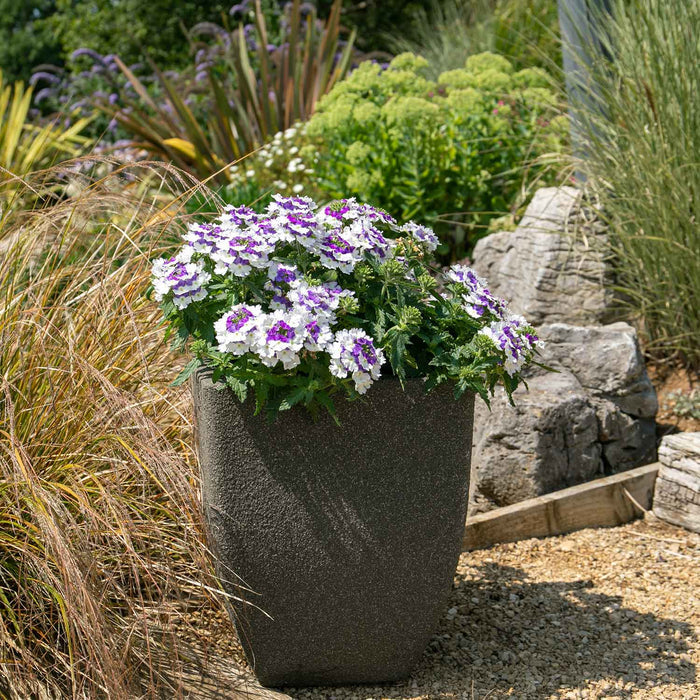 Verbena 'Showboat Blue Fizz' - 6 x Super Plug Plants