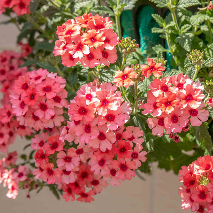 Verbena 'Showboat Mango' Orange
