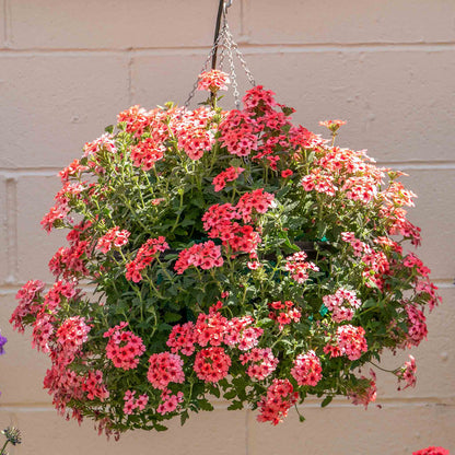 Verbena 'Showboat Mango' Orange