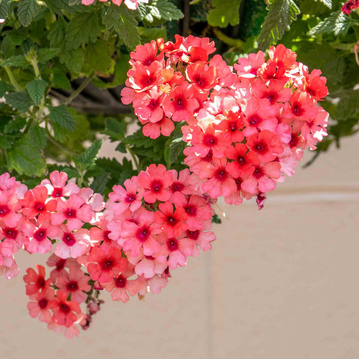 Verbena 'Showboat Mango' Orange