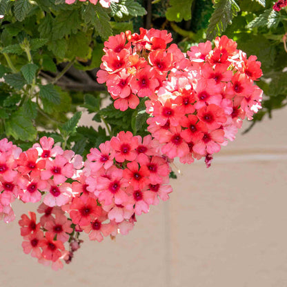 Verbena 'Showboat Mango' Orange