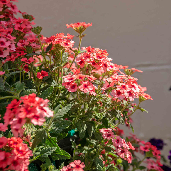 Verbena 'Showboat Mango' Orange