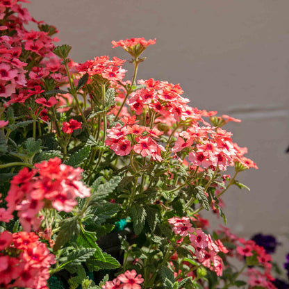 Verbena 'Showboat Mango' Orange