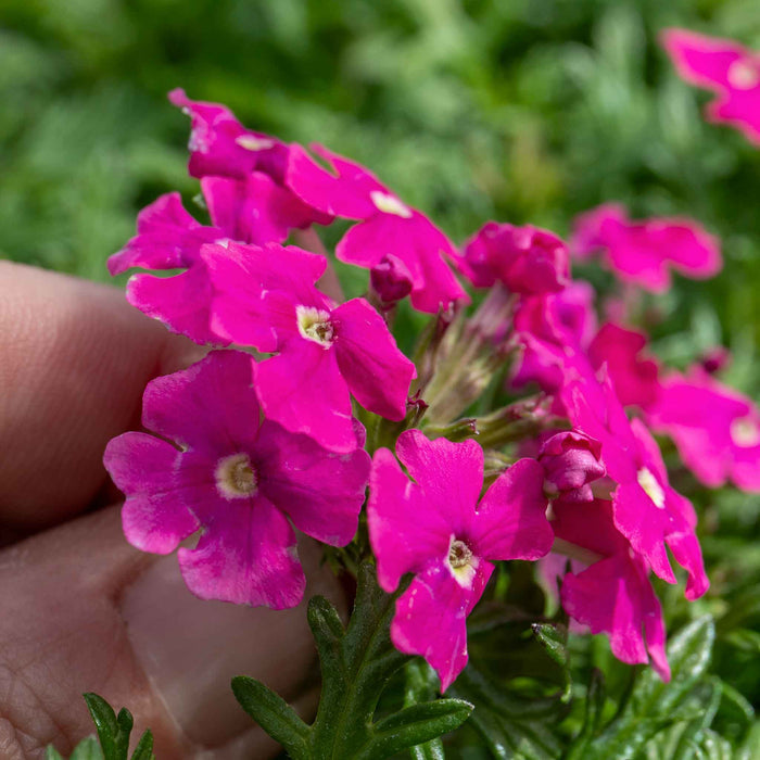 Verbena 'Vera Pink'
