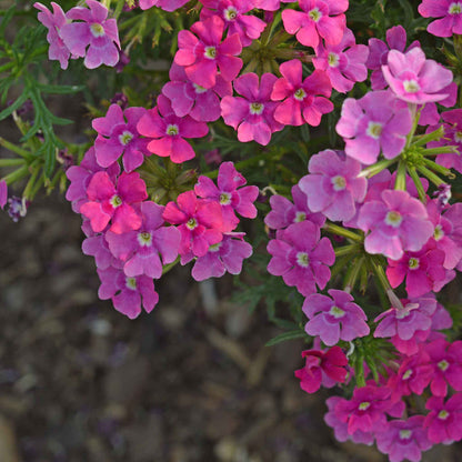 Verbena 'Vera Pink'