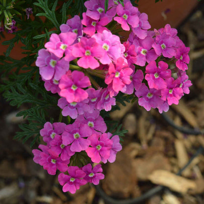 Verbena 'Vera Pink'