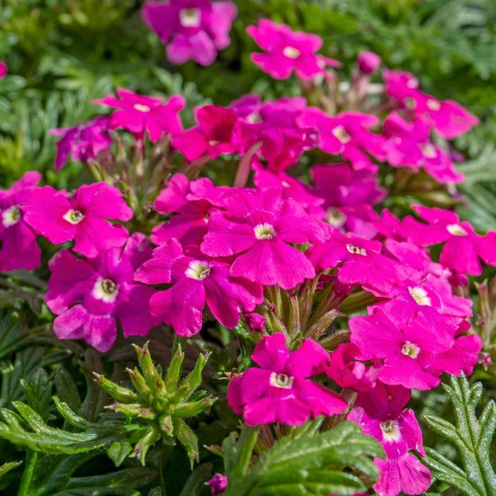 Verbena 'Vera Pink'