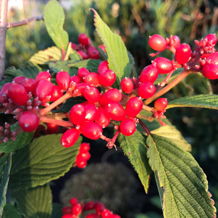 Viburnum Plicatum 'Kilimanjaro'