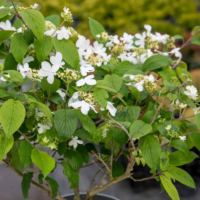 Viburnum Plicatum 'Kilimanjaro'