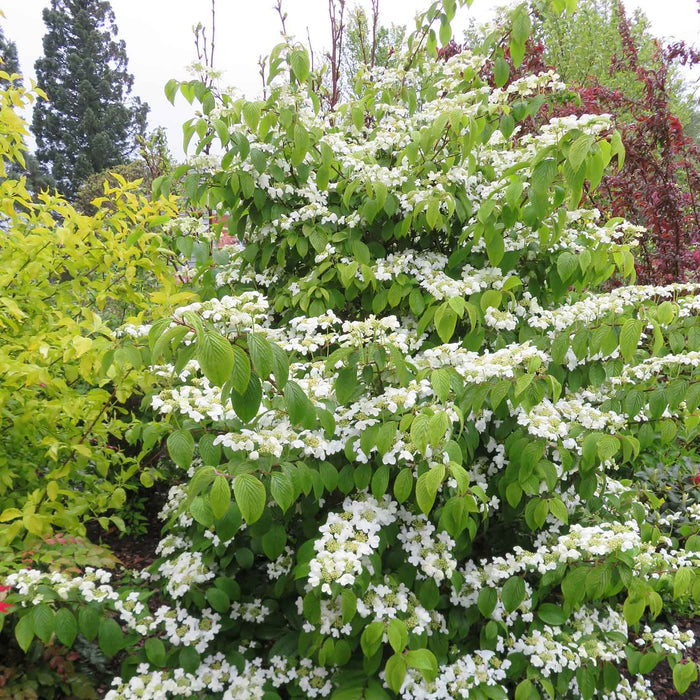 Viburnum Plicatum 'Kilimanjaro'