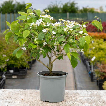 Viburnum plic. Kilimandjaro - 3Ltr Plant