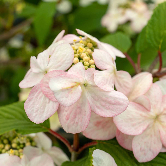 Viburnum Plicatum 'Kilimanjaro'