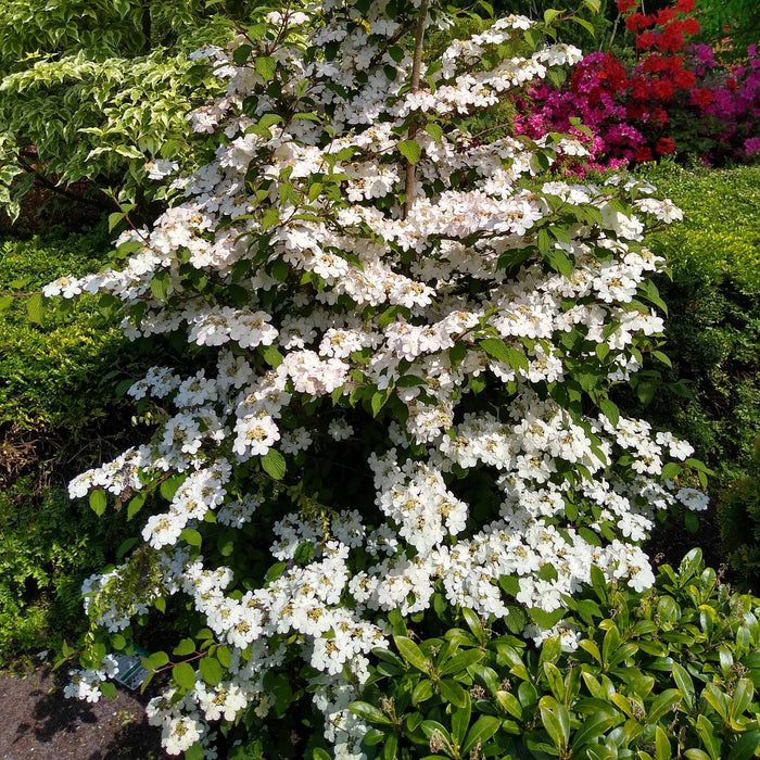 Viburnum Plicatum 'Kilimanjaro'