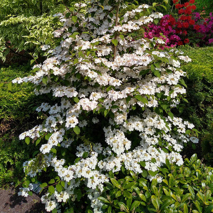 Viburnum Plicatum 'Kilimanjaro'