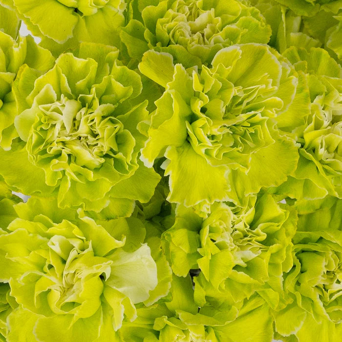 Wasabi Tinted Bulk Carnations Close Up - Image