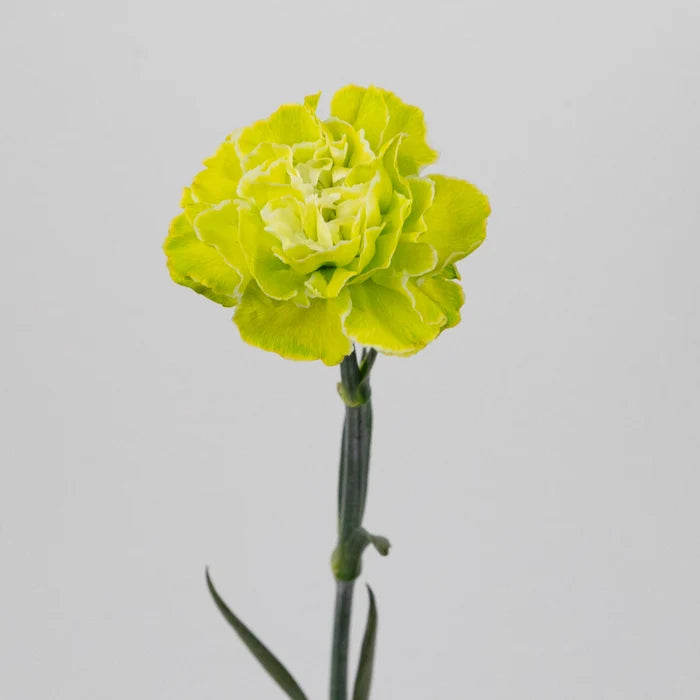 Wasabi Tinted Bulk Carnations Stem - Image
