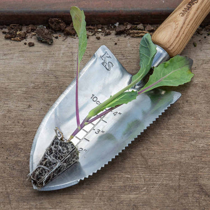 White Cabbage 'Reaction'