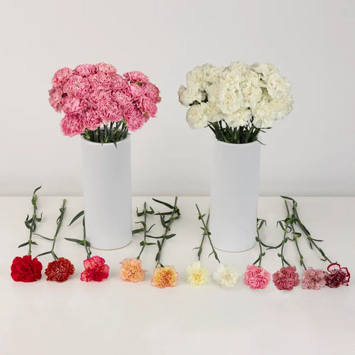 Wholesale Bulk Carnations 50 Stems Your Colors Close Up - Image