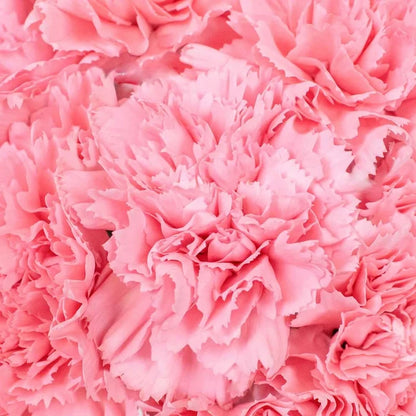 Wholesale Bulk Carnations 50 Stems Your Colors Vase - Image