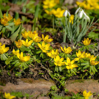 Winter Aconites with bright yellow flowers growing in a garden with green leaves and brown soil, forming a carpet of colour with snowdrops growing in-between them.