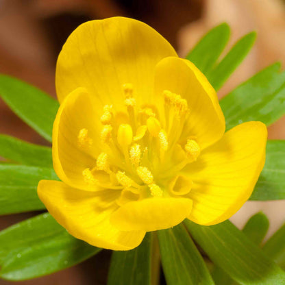 Close-up of the bright yellow flower and green leaves of a Winter Aconite.