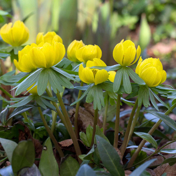 Cluster of Winter Aconites with yellow flowers and green leaves poking through ground covered with old brown leaves.