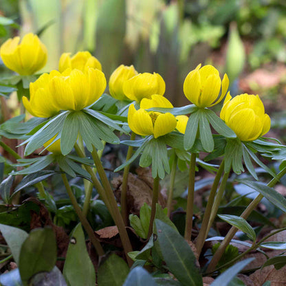 Cluster of Winter Aconites with yellow flowers and green leaves poking through ground covered with old brown leaves.