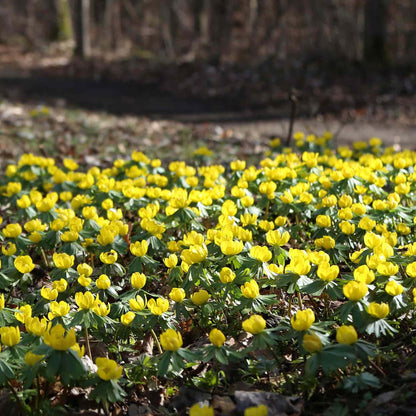 Ground cover of naturalised, low growing yellow flowers in a woodland setting.