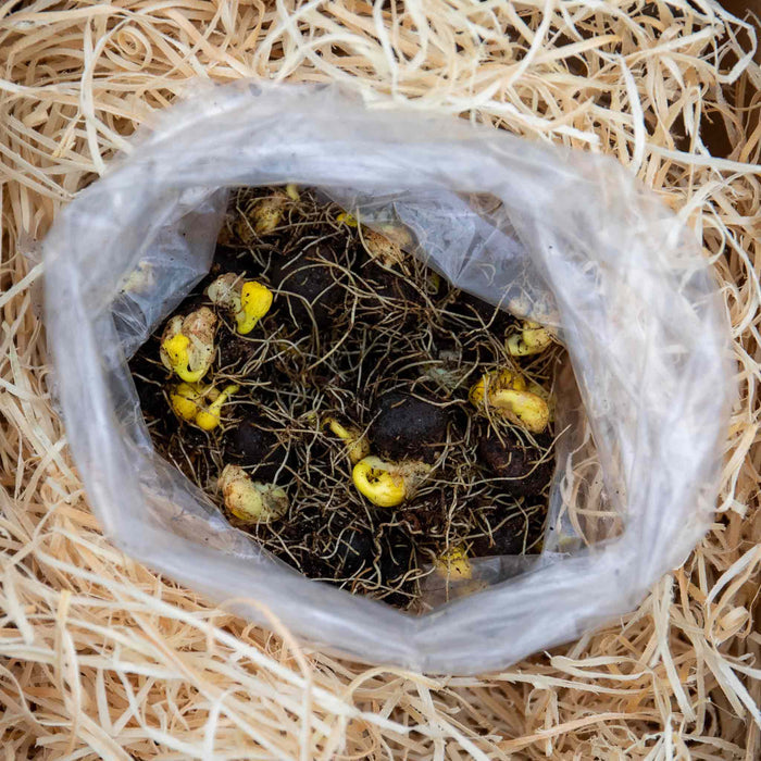 Plastic bag filled with healthy Winter Aconites - bulbs in the green, placed on a bed of straw ready to be planted.