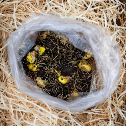 Plastic bag filled with healthy Winter Aconites - bulbs in the green, placed on a bed of straw ready to be planted.