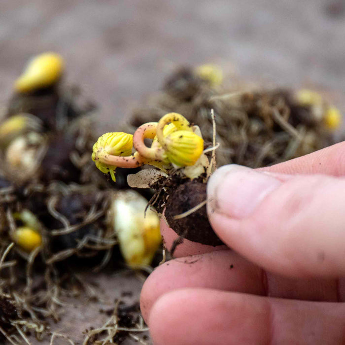 Close-up of a hand holding a Winter Aconite bulb I the green with yellow flowers just emerging and roots visible.