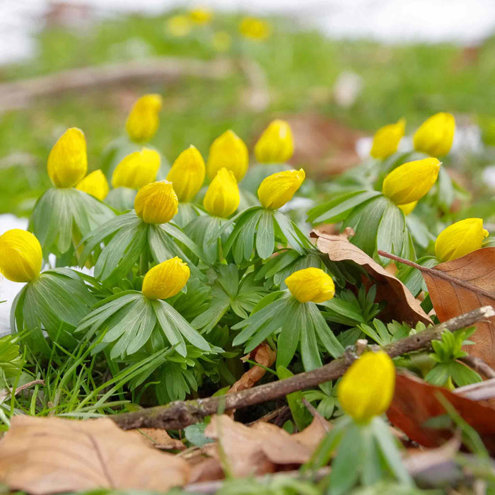 Yellow flowers of Winter Aconites with green leaves on a natural background in amongst fallen tree leaves.