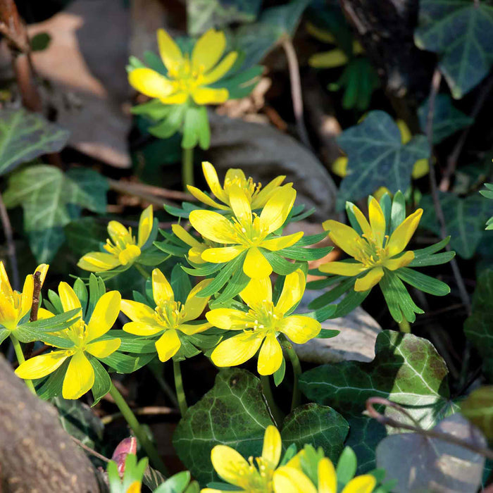 Yellow flowers of  eranthis hyemalis (Winter Aconites) with green leaves in a natural setting.