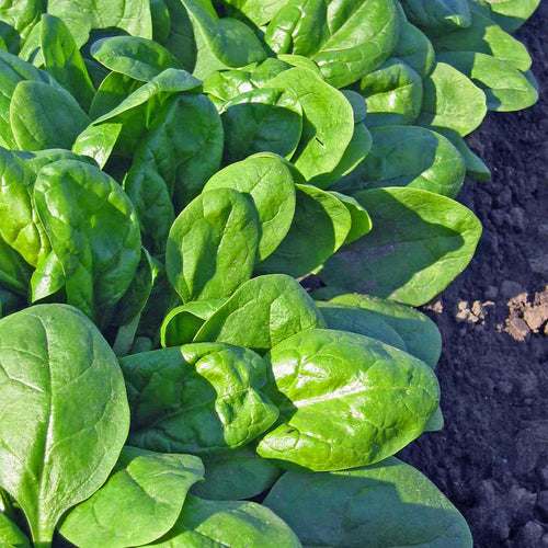 Winter Spinach 'Bella'