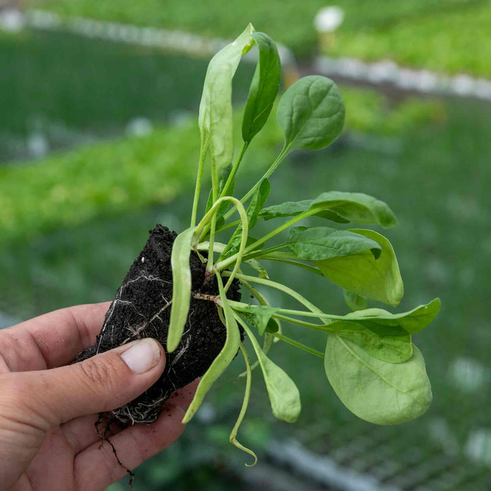 Winter Spinach 'Bella'