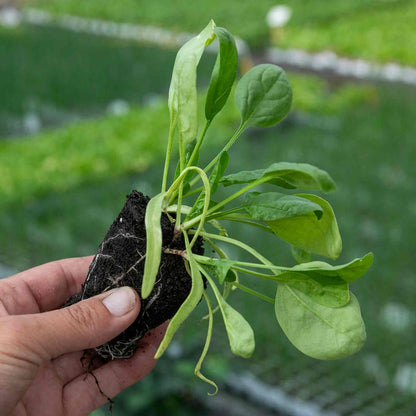 Winter Spinach 'Bella'