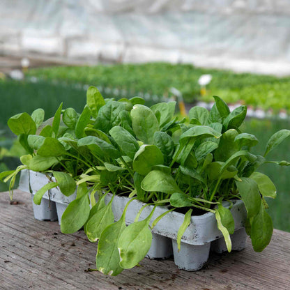 Winter Spinach 'Bella'