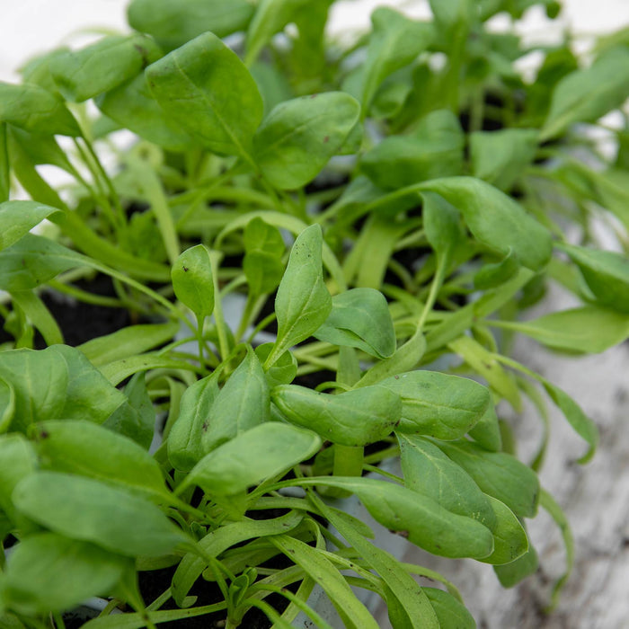 Winter Spinach 'Bella'