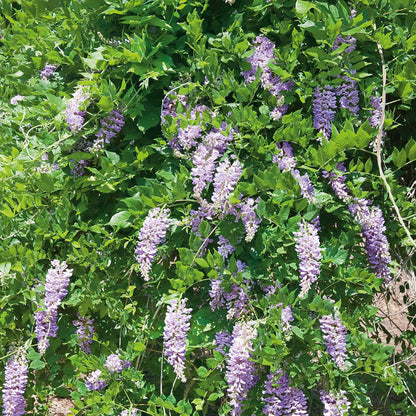 Wisteria 'Amethyst Falls'